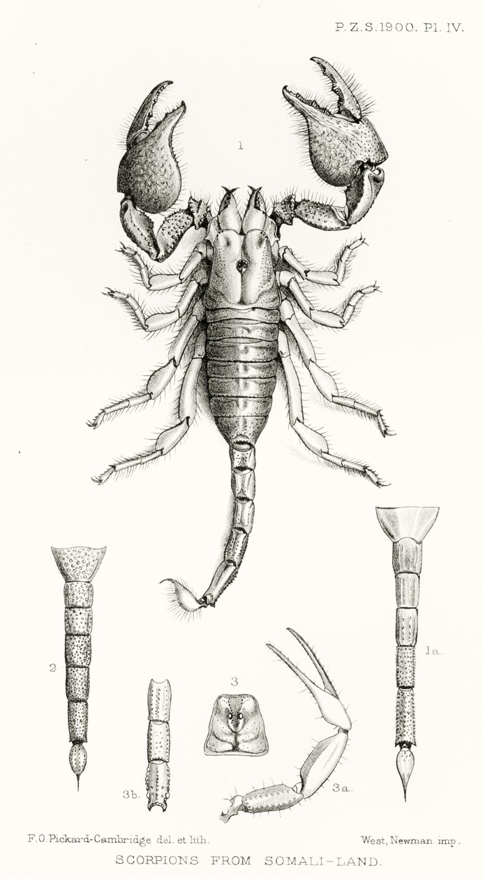 Scorpions from Somaliland, illustrasjon fra The Hope Reports, Vol. II, 1897-1900., redigert av Edward B. Poulton, Oxford, 1901 av English School