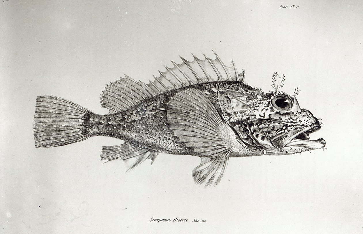 Scorpion Fish, plate 8 fra 