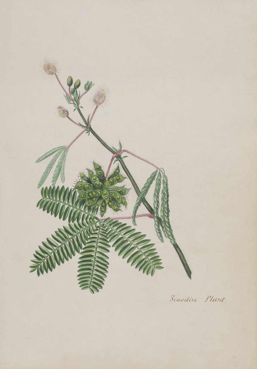Sensitive Plant, illustrasjon fra et album med dikt, grafitttegninger og akvareller, ca. 1828 (wc på papir) av English School
