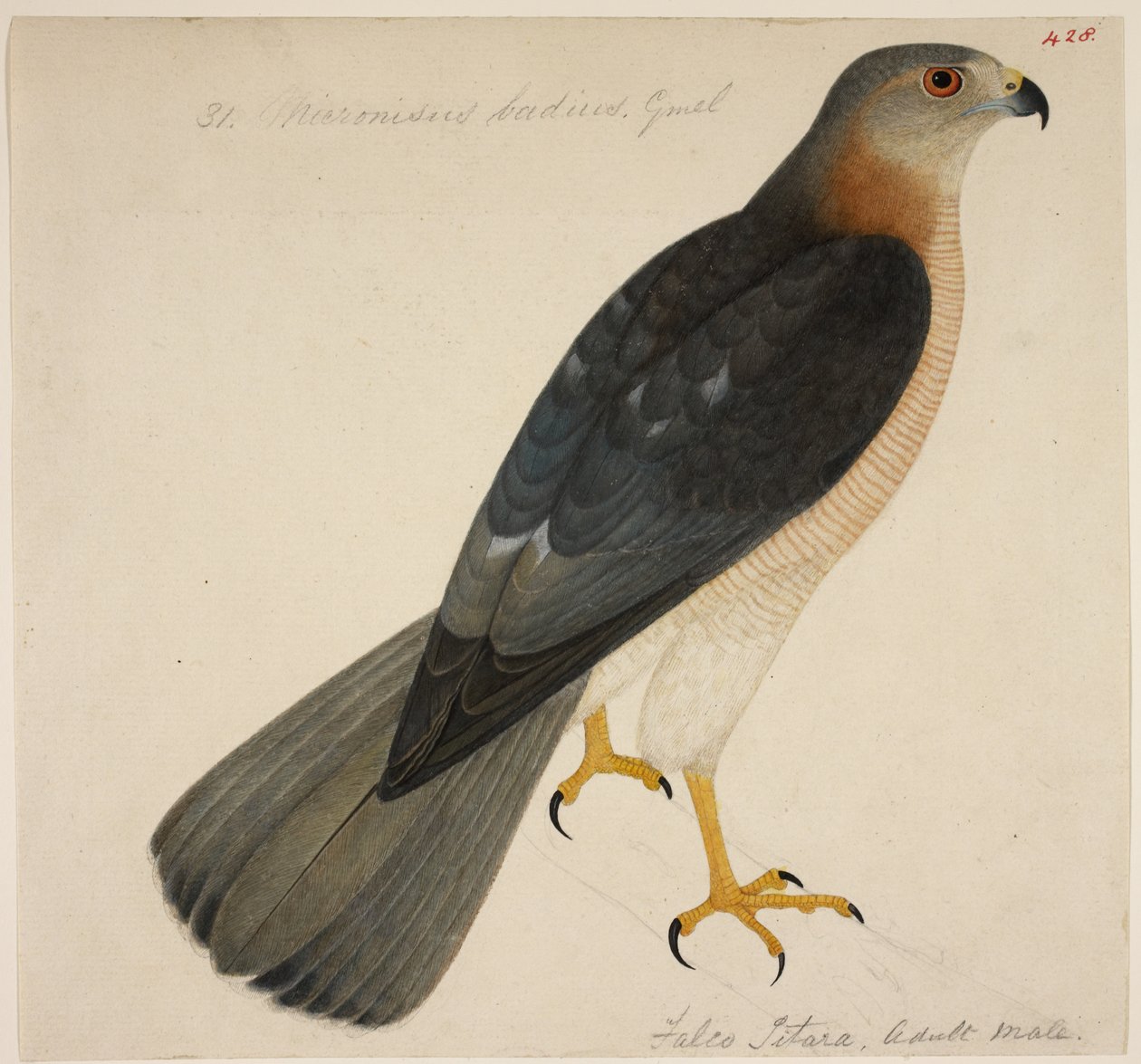 Shikra, eller 