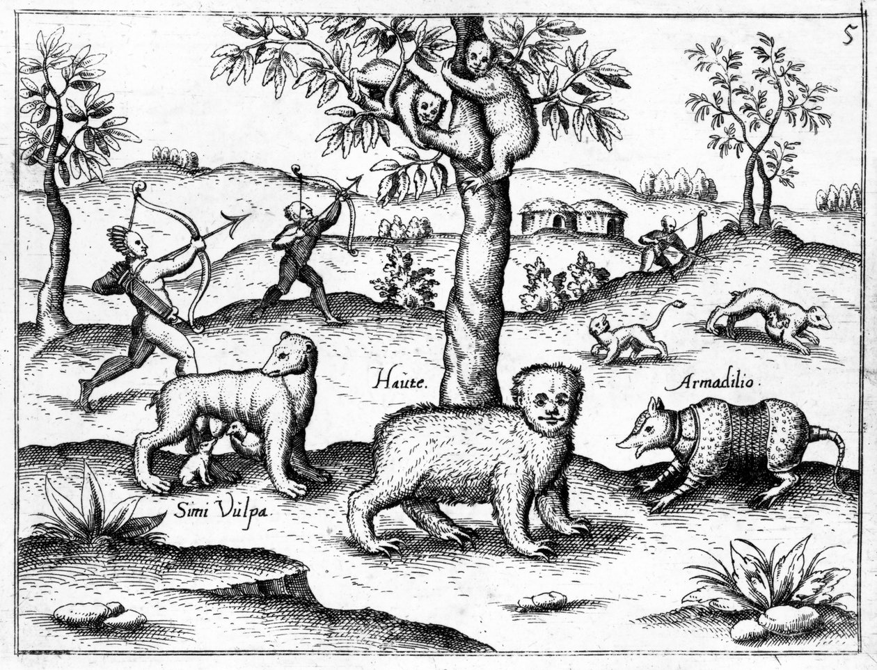 Simi Vulpa, Haute og Armadilio, illustrasjon fra 