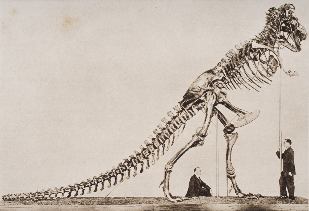 Skjelett av Tyrannosaurus Rex, i American Museum of Natural History, fra 