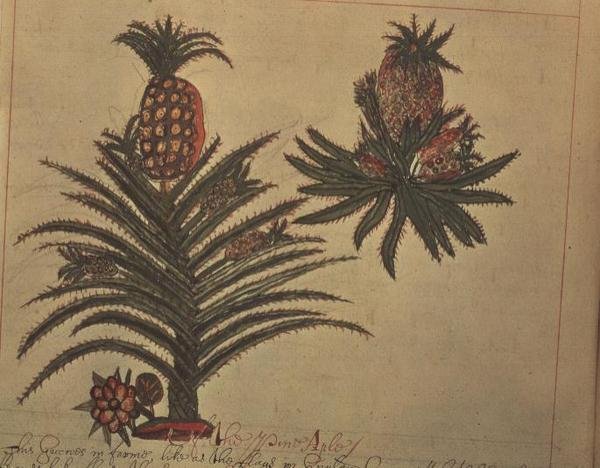 Sloane 4013 f.16v Ananastrær fra 