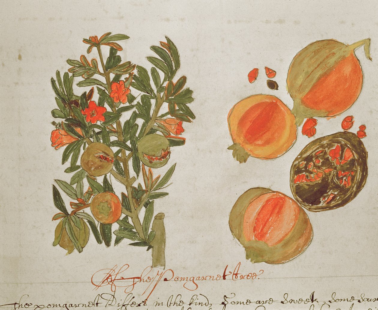 Sloane 4013 f.26 Granatepler fra 'Descriptions of Indian Plants' av English School