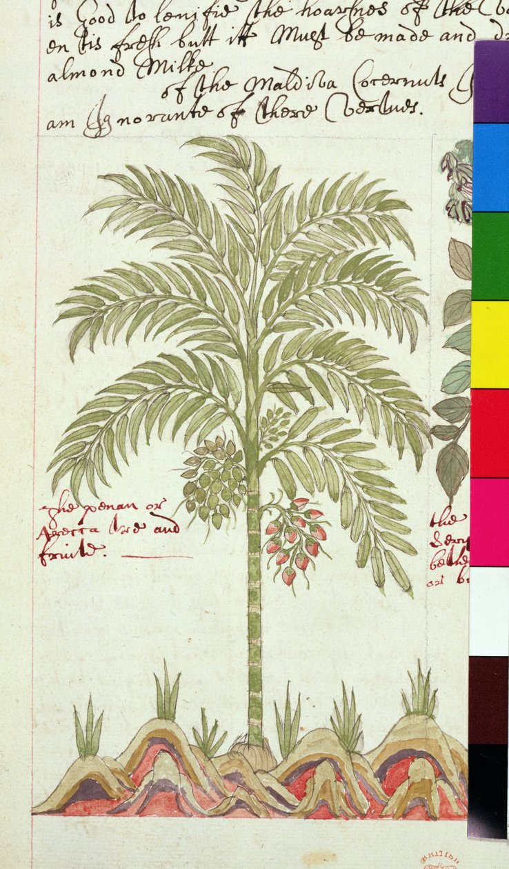 Sloane 4013 f.5v Daddelpalme fra 