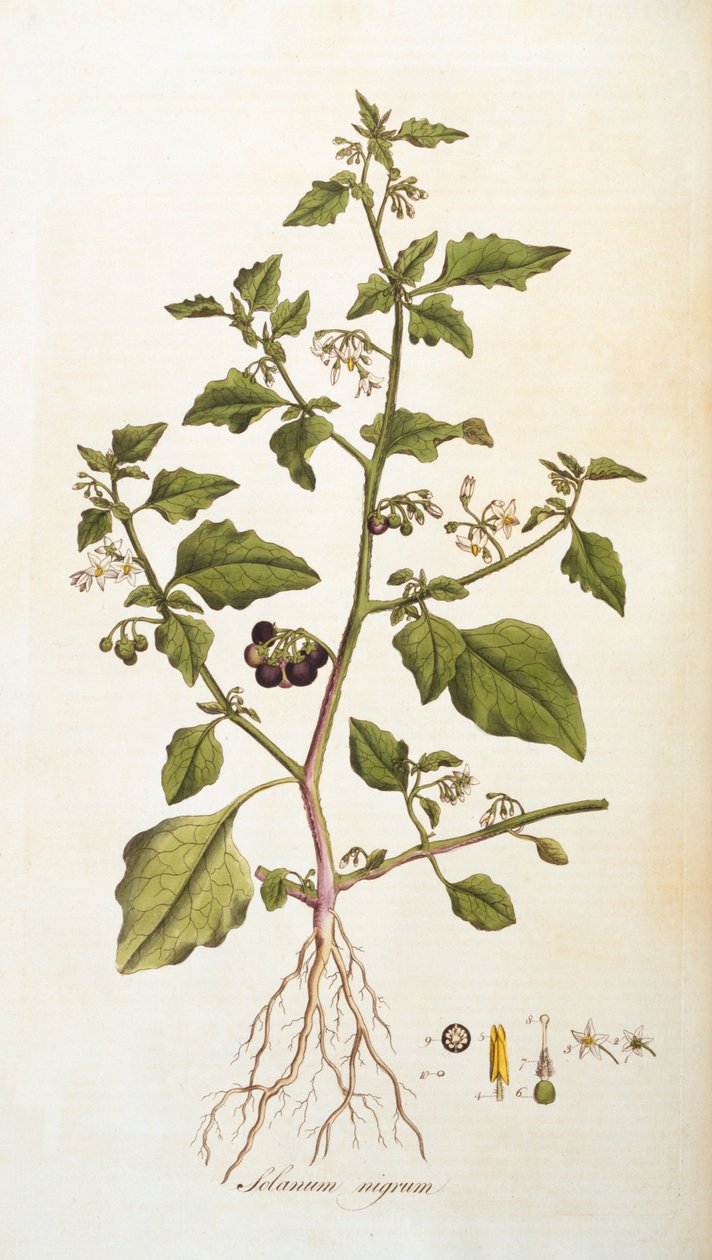 Solanum nigrum [nattskygge], illustrasjon fra Flora Londiniensis [Flowers of London] av William Curtis, utgitt 1777-98 (fargegravering) av English School