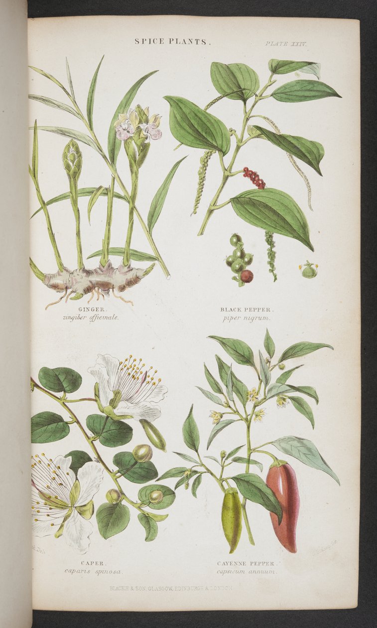 Spice Plants, fra "A Manual of Indian Botany" av English School