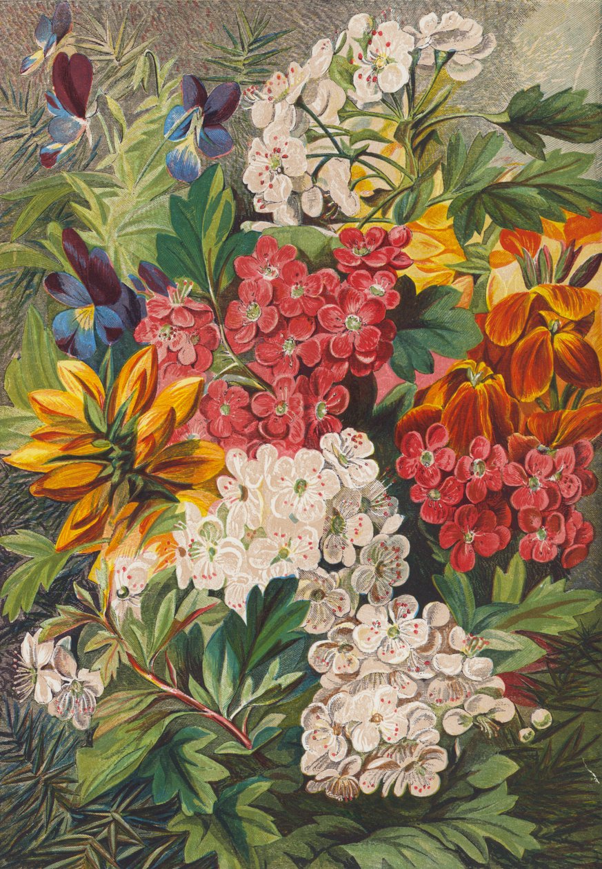 Vårblomster (fargelitografi) av English School
