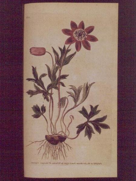 Star Anemone (Anemone hortensis), plate 123 fra William Curtis 