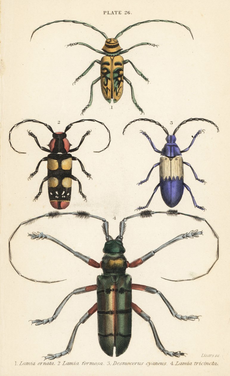Sternotomis beautiful 1, Tragocephala formosa 2, hyllebærborer, Desmocerus palliatus 3 og Thysia wallichii 4 av English School