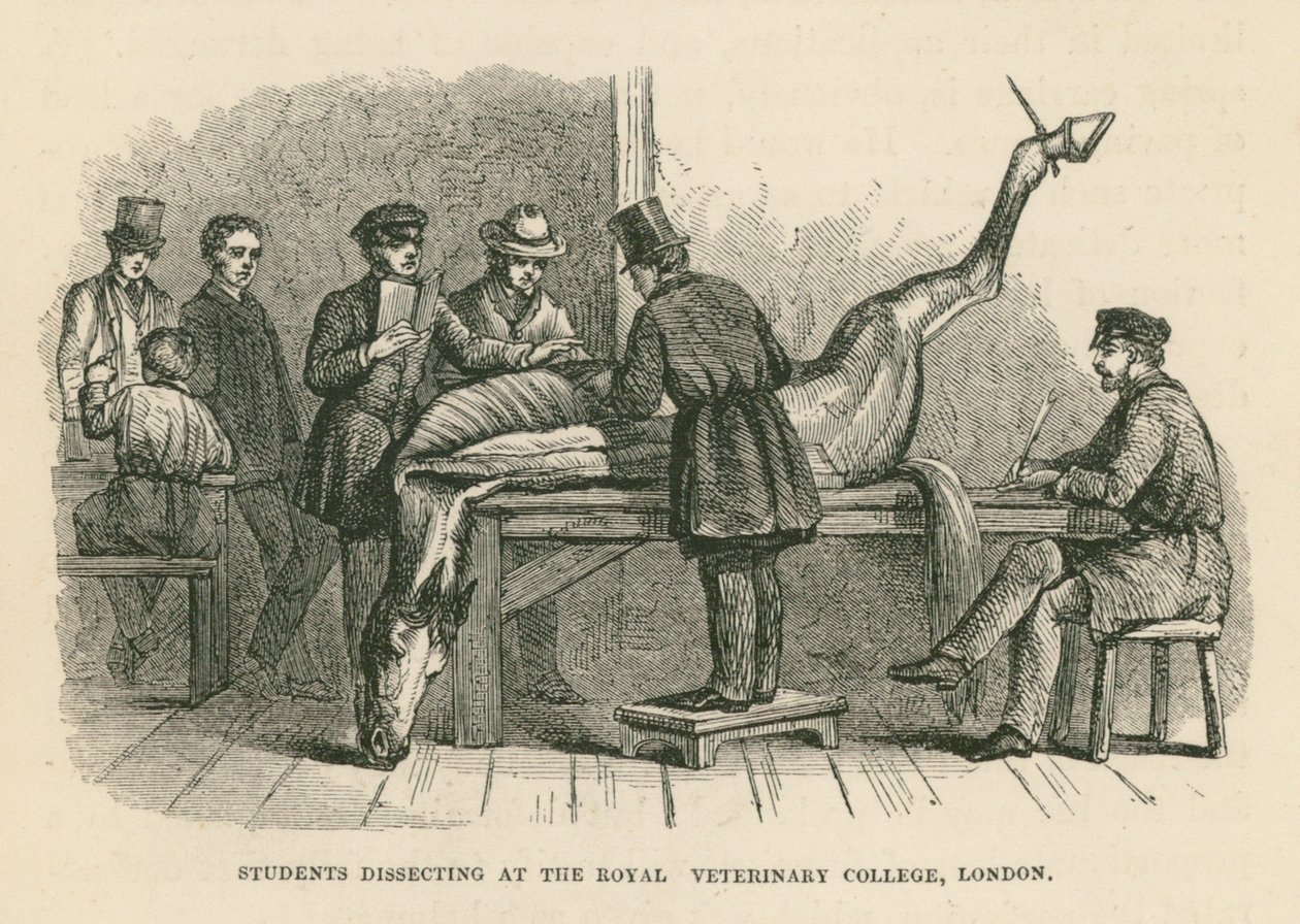 Studenter dissekerer ved Royal Veterinary College, London (gravering) av English School