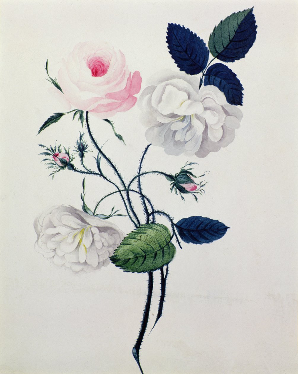 Studie av hvite og rosa roser, ca. 1820 (akvarell på papir) av English School