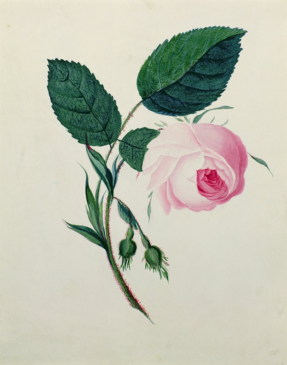 Study of a Pink Rose, ca. 1820 (wc på papir) av English School