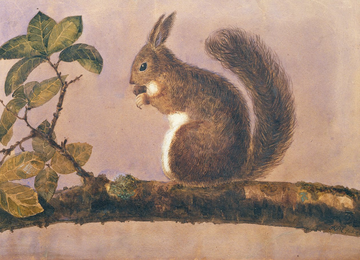 Studie av et ekorn på en gren, ca. 1840 (wc på papir) av English School