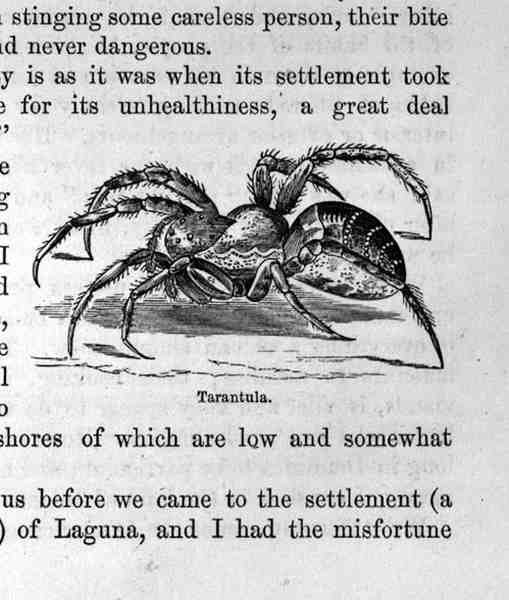 Tarantula, fra Santo Domingo Past and Present av Samuel Hazard, pub. 1873 av English School