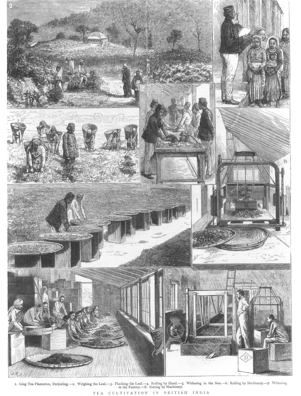 Tedyrking i Britisk India, 1876 av English School