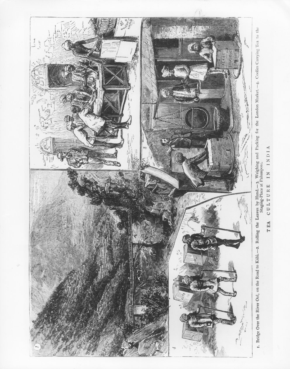 Tekultur i India, 1883 av English School