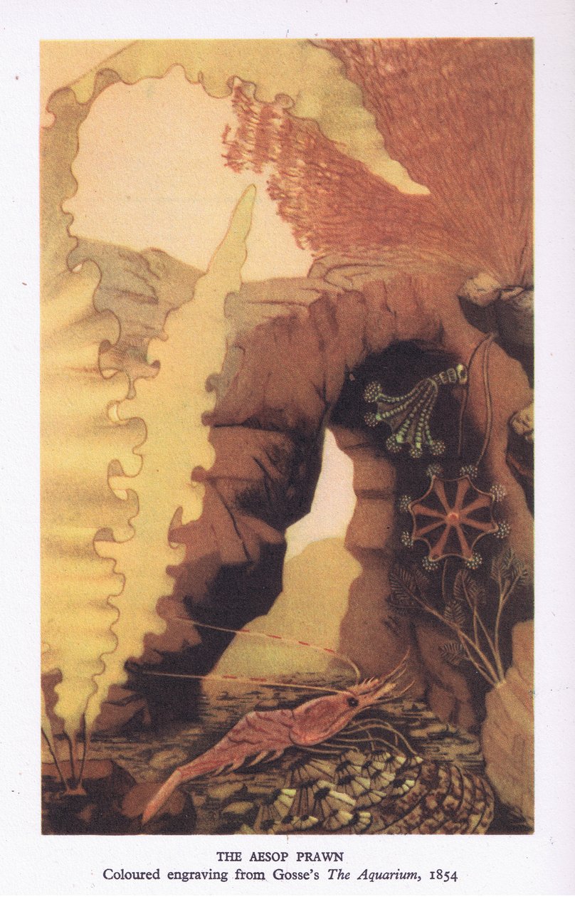 The Aesop Prawn, fargegravering fra Gosses 