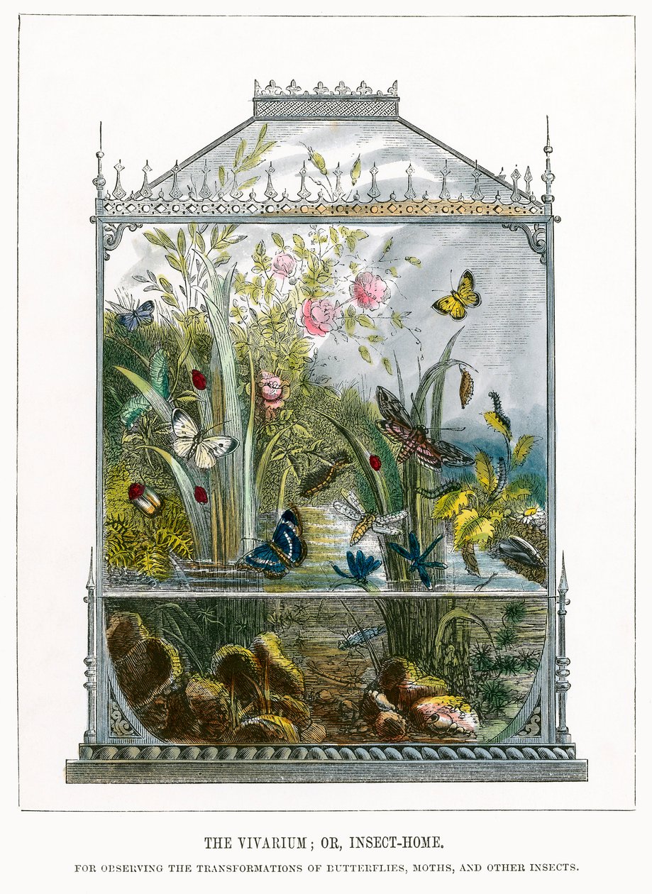 Sommerfuglterrariet (farget gravering) av English School