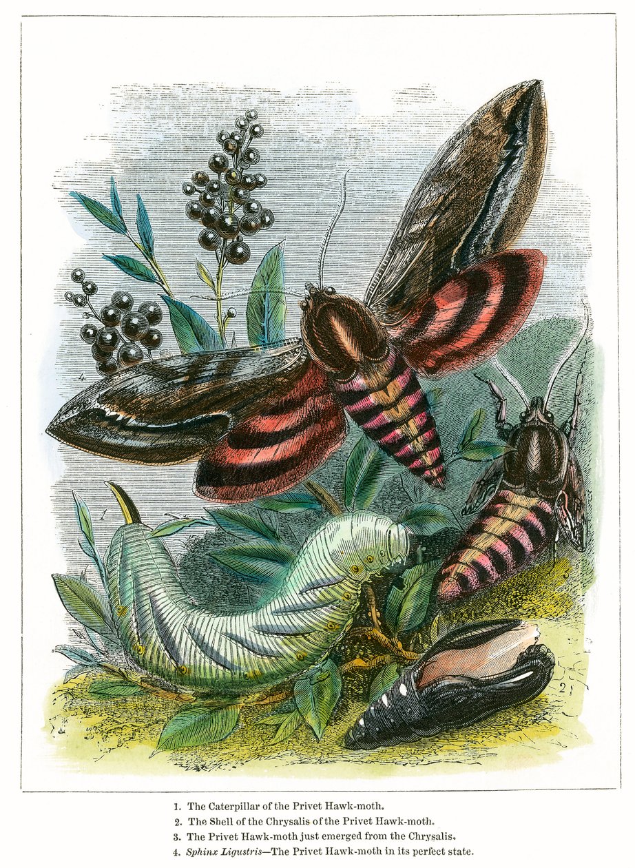 Sommerfuglterrariet (farget gravering) av English School