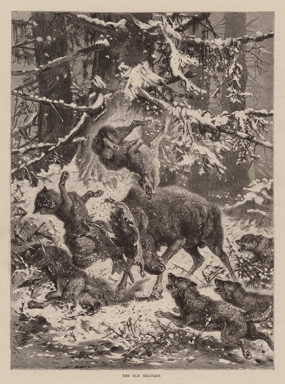 Elgmilitanten (gravering) av English School