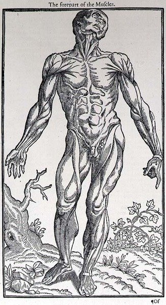 The Forepart of the Muscles, plate fra 