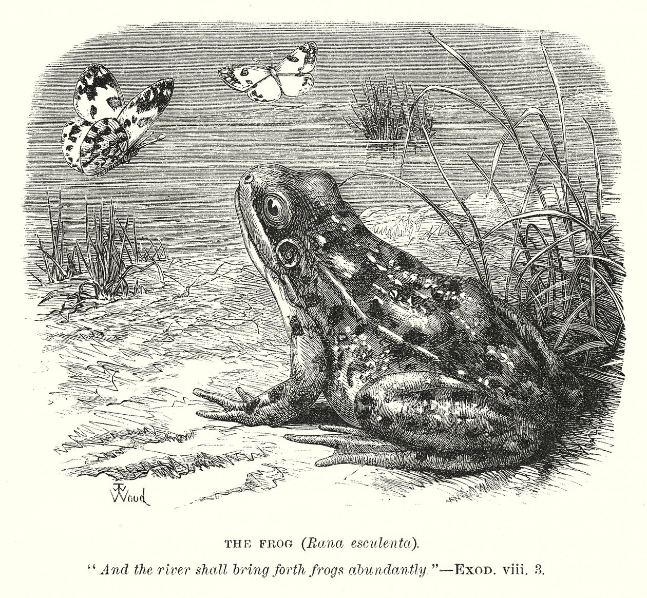 Frosken (Rona Esculenta) (gravering) av English School