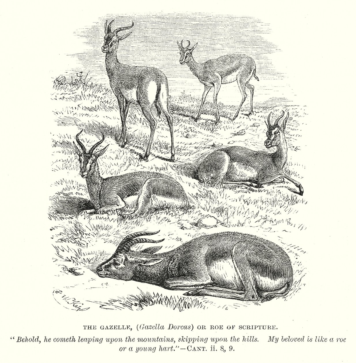 Gazellen (Gazella Dorcas) eller Skriftens rådyr (gravering) av English School