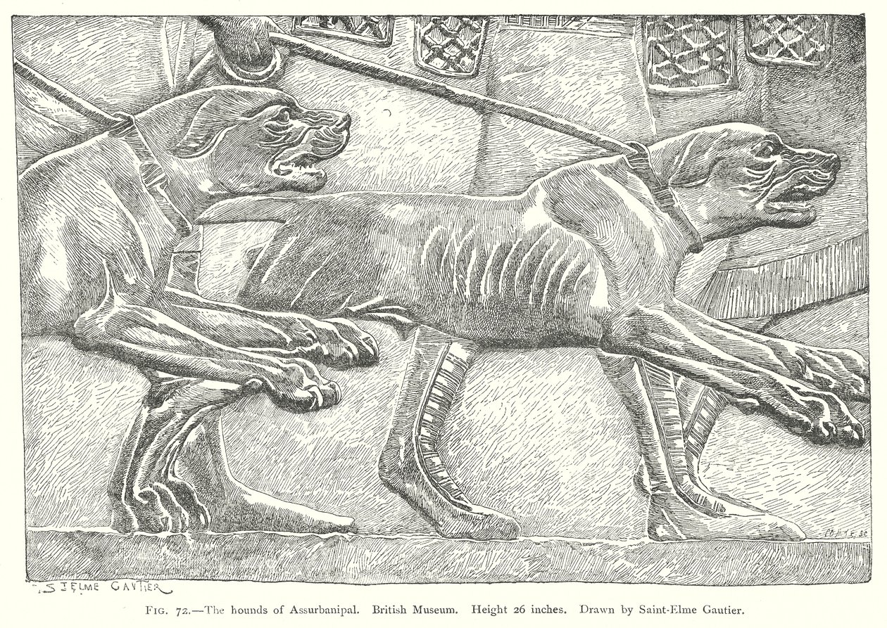 Assurbanipals hunder. British Museum (gravering) av English School
