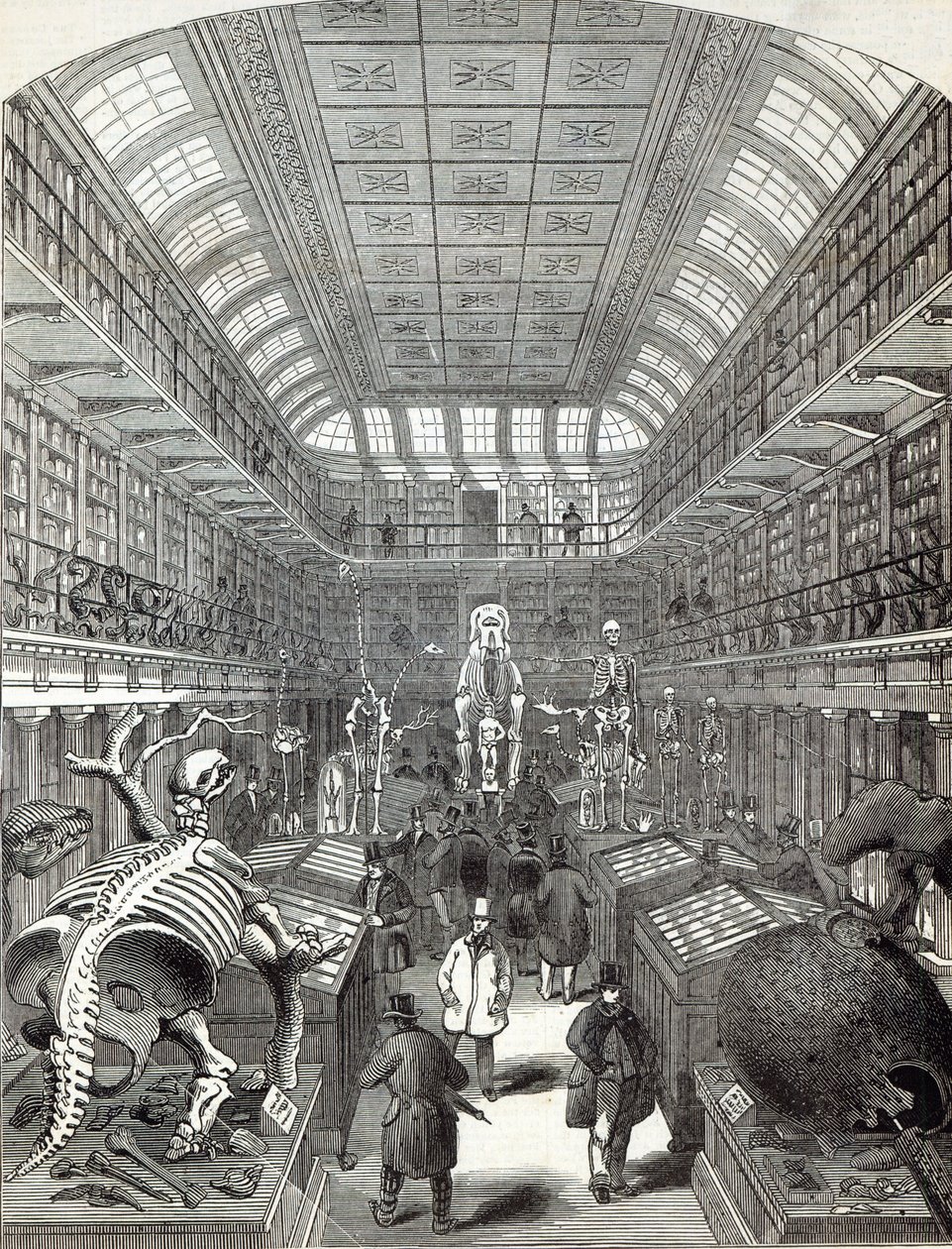 Hunterian Museum, ved Royal College of Surgeons, fra 