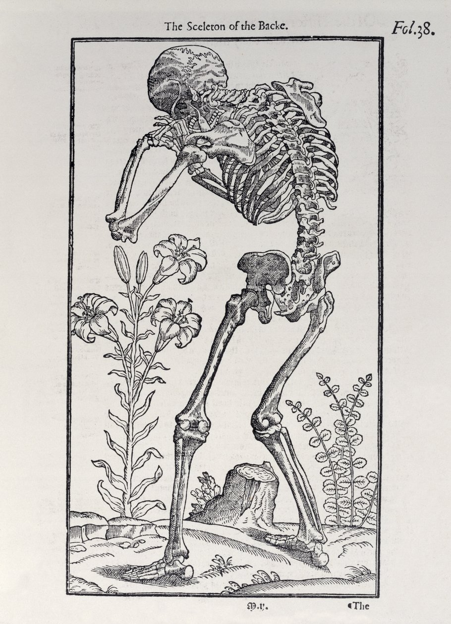 The Sceleton of the Backe, plate fra The Historie of Man utgitt av John Banister (1540-1610), 1578 av English School
