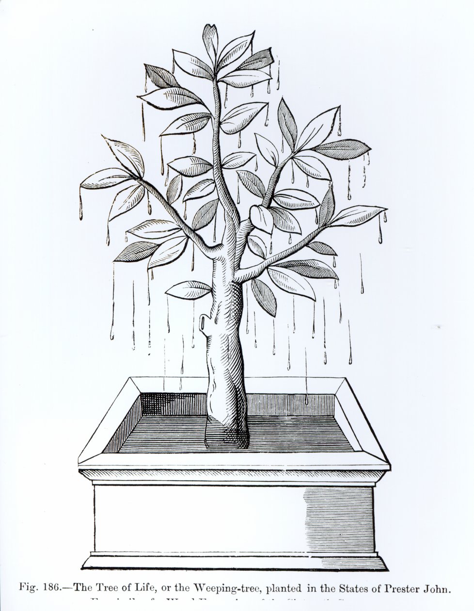 Livets tre, eller det gråtende treet, plantet i Prester Johns stater, illustrasjon fra vitenskap og litteratur i middelalderen og renessansen, skrevet og gravert av Paul Lacroix, 187 av English School