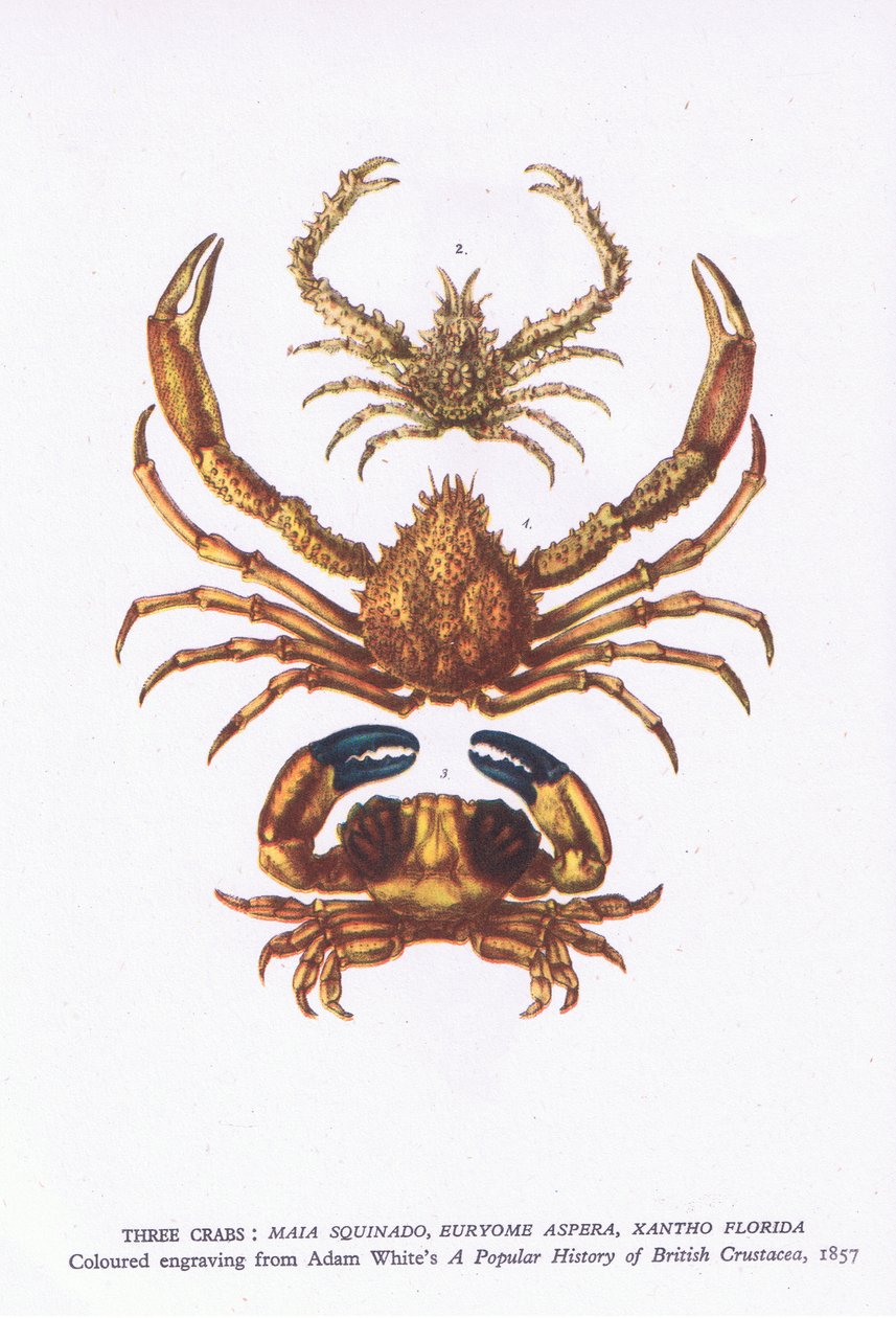 Tre krabber, Nature in Britain utgitt av Collins av English School