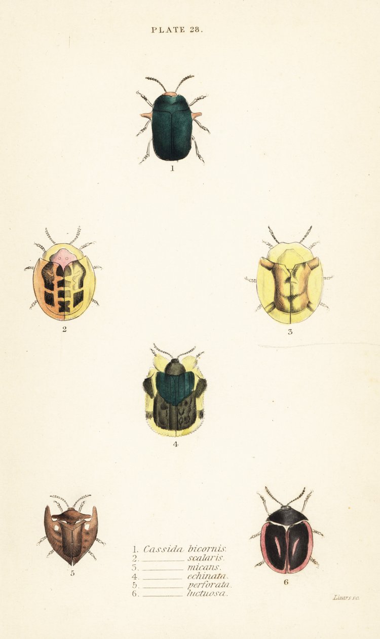 Skilpaddebiller: Omocerus bicornis 1, Cassida scalaris 2 av English School