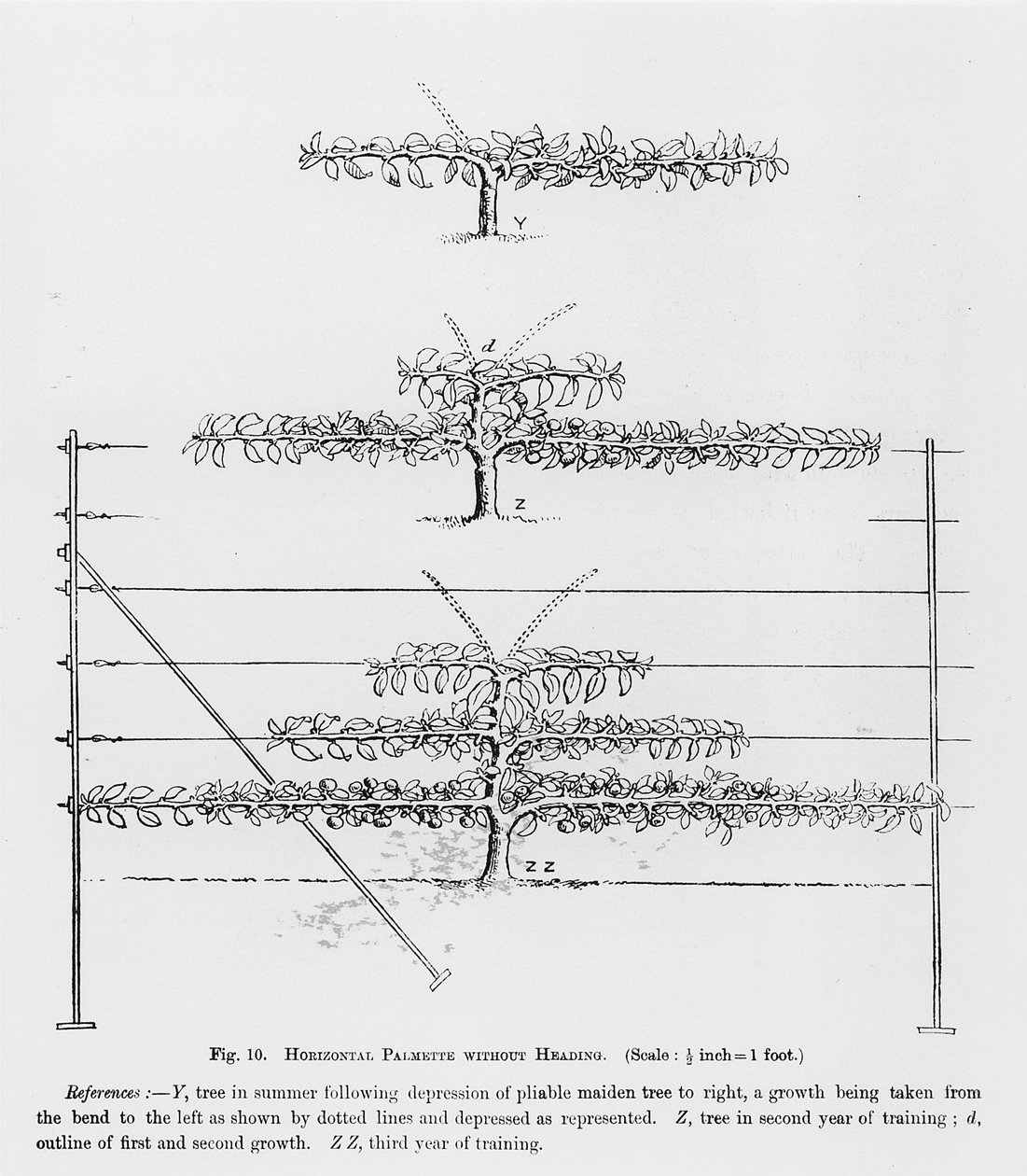 Trening av unge frukttrær, fra The Fruit Growers Guide av John Wright, utgitt ca. 1897-1905 av English School