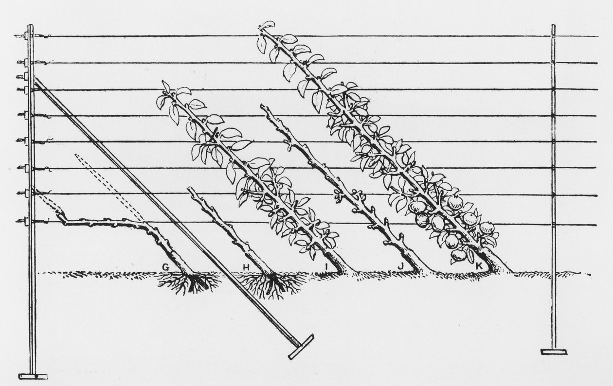 Trening av unge trær, fra The Fruit Growers Guide av John Wright, utgitt ca. 1897-1905 av English School