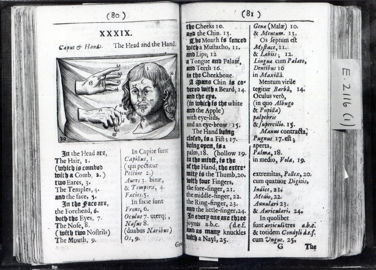 To sider fra Orbis Sensual Pictus av Comenius, 1659 av English School