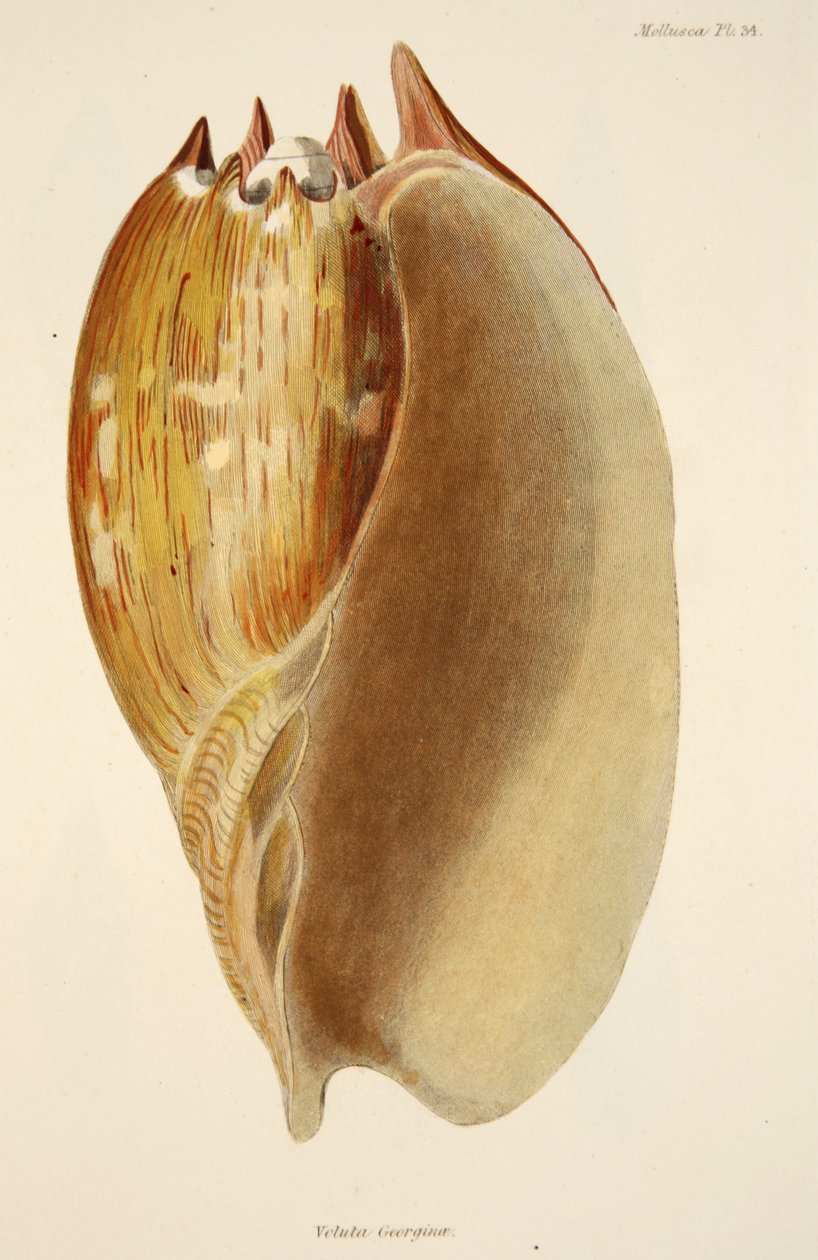 Veluta Georgina, fra The Mollusca and Radiata, pub. 1833 (håndfarget gravering) av English School