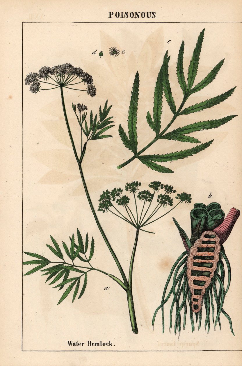 Vannhemlock som viser blader, rotstruktur og blomster. Cicuta virosa   , fra "The Instructive Picturebook, or Lessons from the Vegetable World," [Charlotte Mary Yonge], Edinburgh av English School