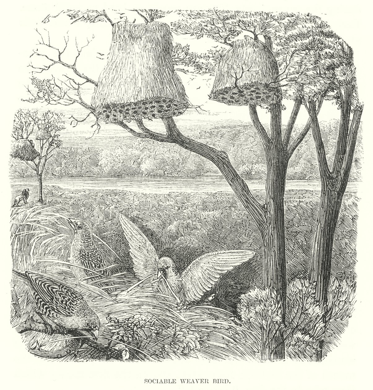 Veverfugler (gravering) av English School