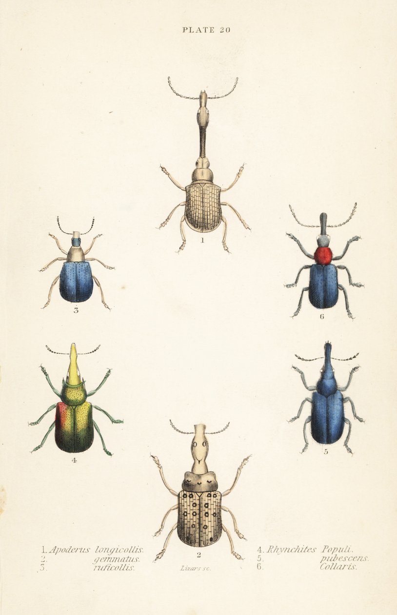 Weevils: Attelabus longicollis 1, Attelabus gematus 2, Attelabus ruficollis 3, Byctiscus populi 4, Rhycnhites pubescens 5 og Rhynchites collaris 6 av English School