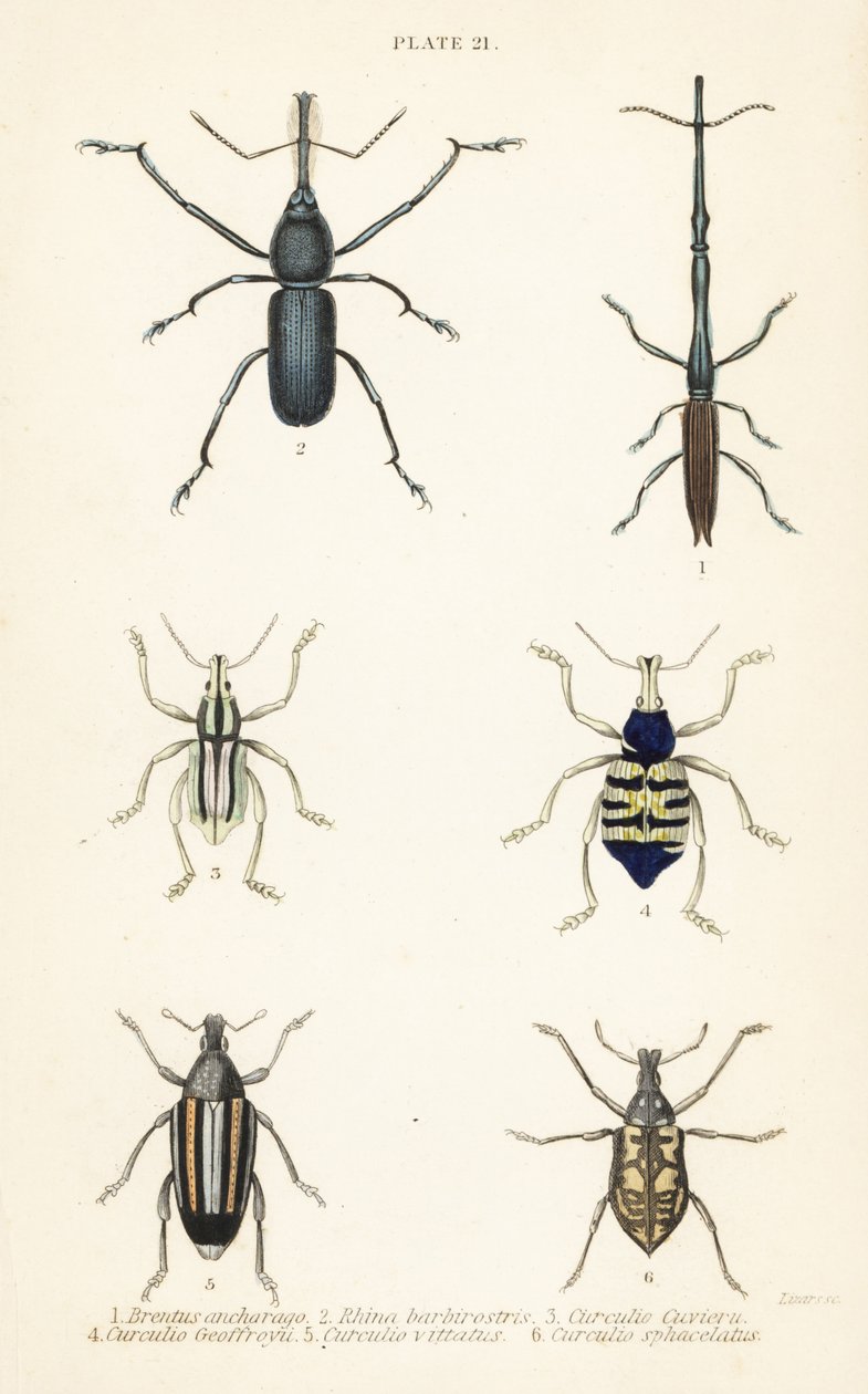 Weevil: Brentus ancharago 1, Rhina barbirostris 2, Curculio cuviera 3, Eupholus geoffroyi 4, Larinus bjørn 5 og Curculio sphacelatus 6 av English School