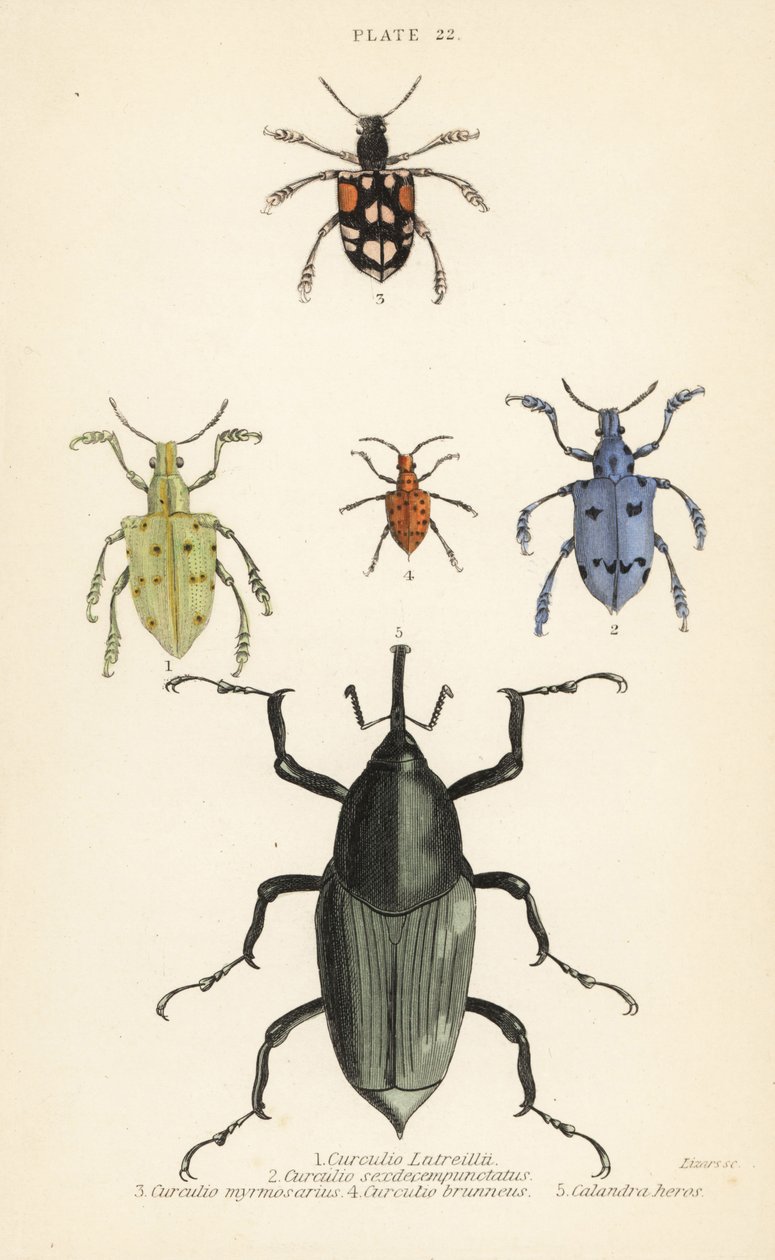 Weevil og biller: Curculio latreillii 1, Curculio sexdecempunctatus 2, Trichaptus mutillarius 3, Pissodes castaneus 4 og Calandra heros 5 av English School