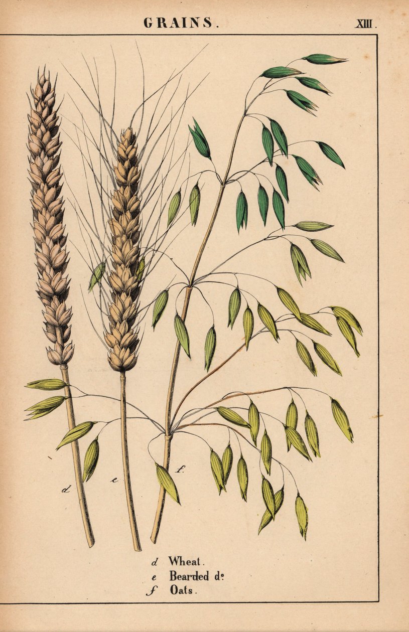 Hvete, skjeggete hvete og havre.  , fra "The Instructive Picturebook, or Lessons from the Vegetable World," [Charlotte Mary Yonge], Edinburgh av English School