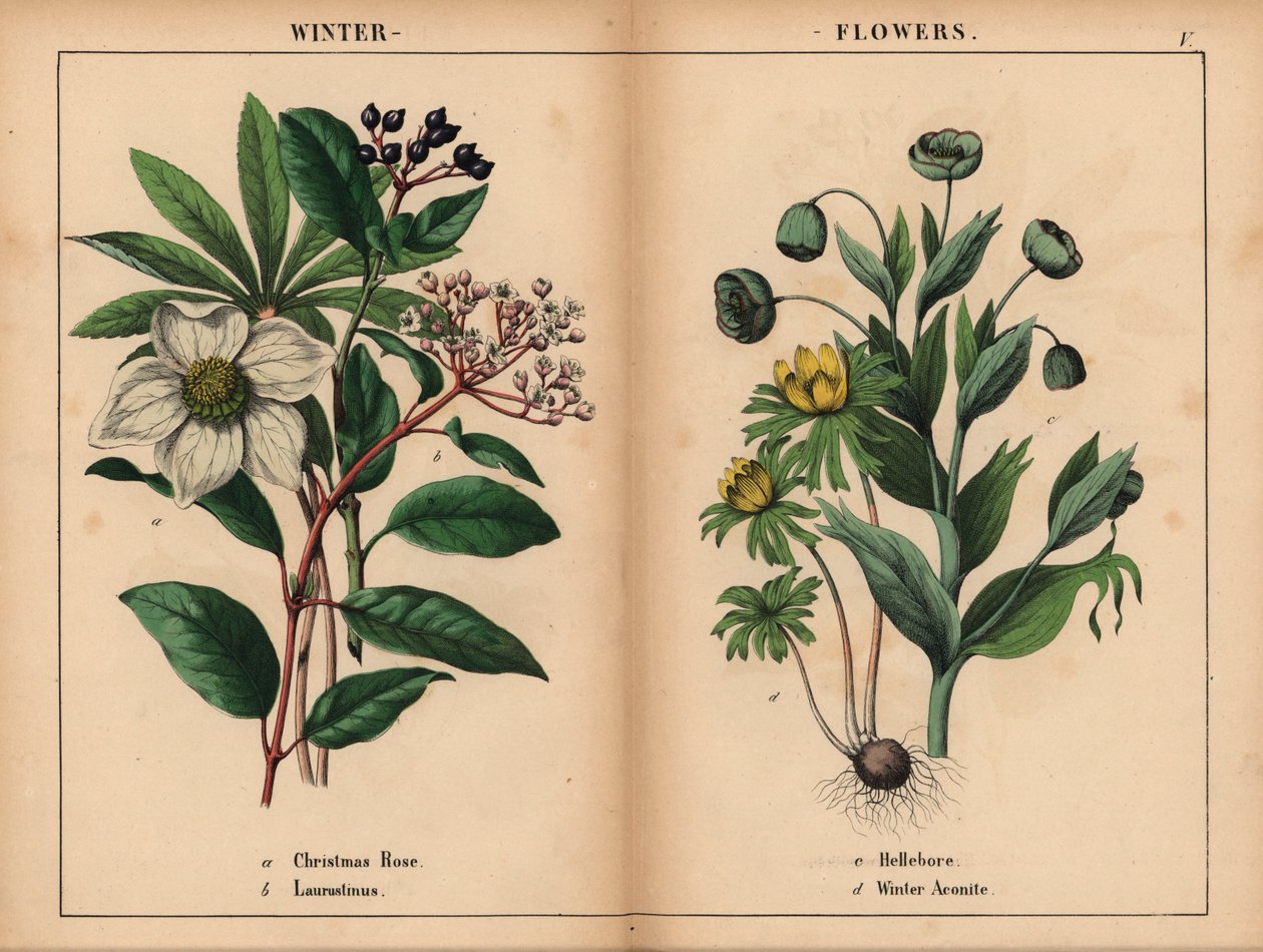Hvit julerose, hvit laurustinus, grønn hellebore og gul vinterakonitt.  , fra "The Instructive Picturebook, or Lessons from the Vegetable World," [Charlotte Mary Yonge], Edinburgh av English School