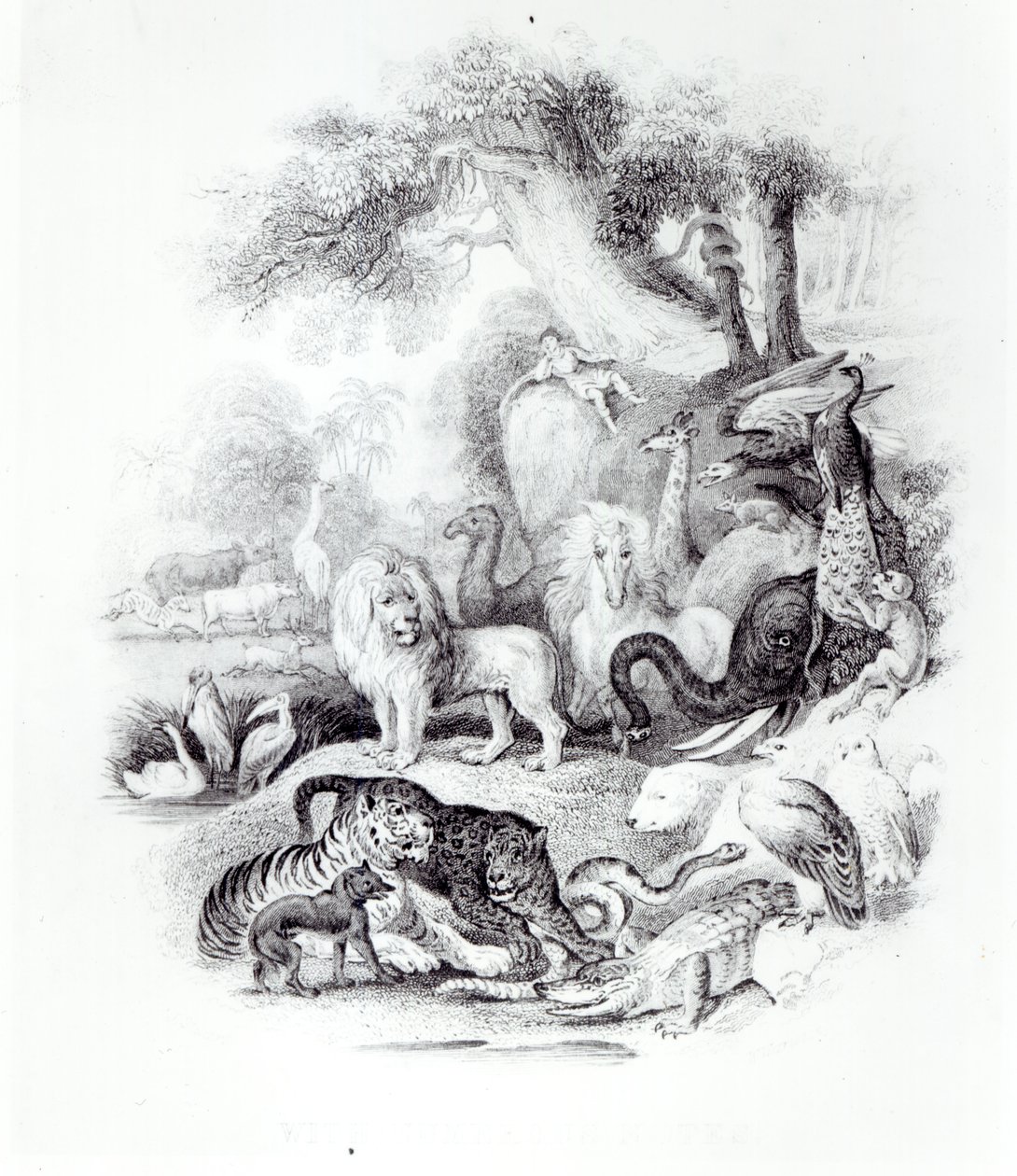 Ville dyr fra "A History of the Earth and Animated Nature" av Oliver Goldsmith, London, 1840 av English School