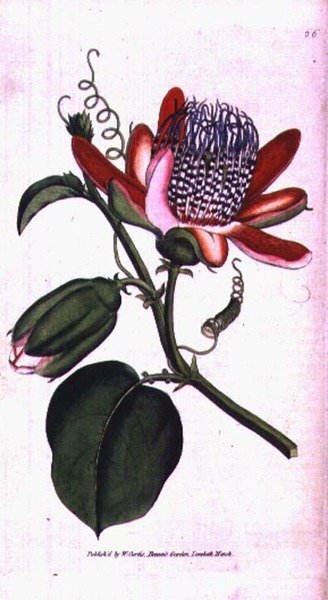 Winged Passion Flower (Passiflora alata), tallerken 66 fra William Curtis 