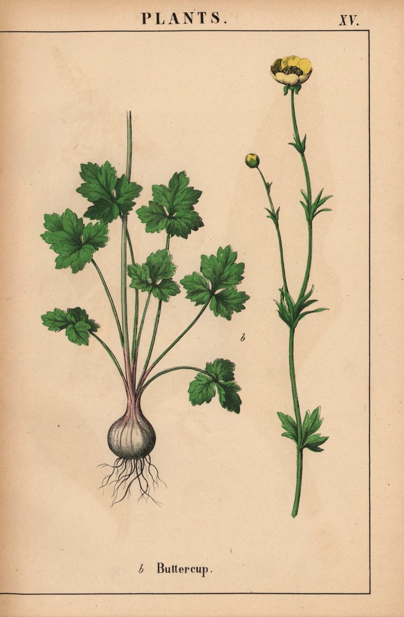 Gul smørblomst  , fra "The Instructive Picturebook, or Lessons from the Vegetable World," [Charlotte Mary Yonge], Edinburgh av English School