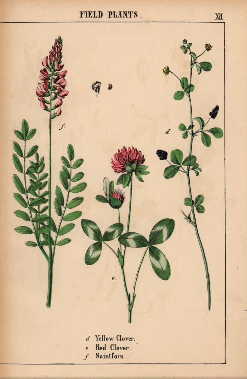 Gulkløver, rødkløver og saintfoin eller sainfoin  , fra "The Instructive Picturebook, or Lessons from the Vegetable World," [Charlotte Mary Yonge], Edinburgh av English School