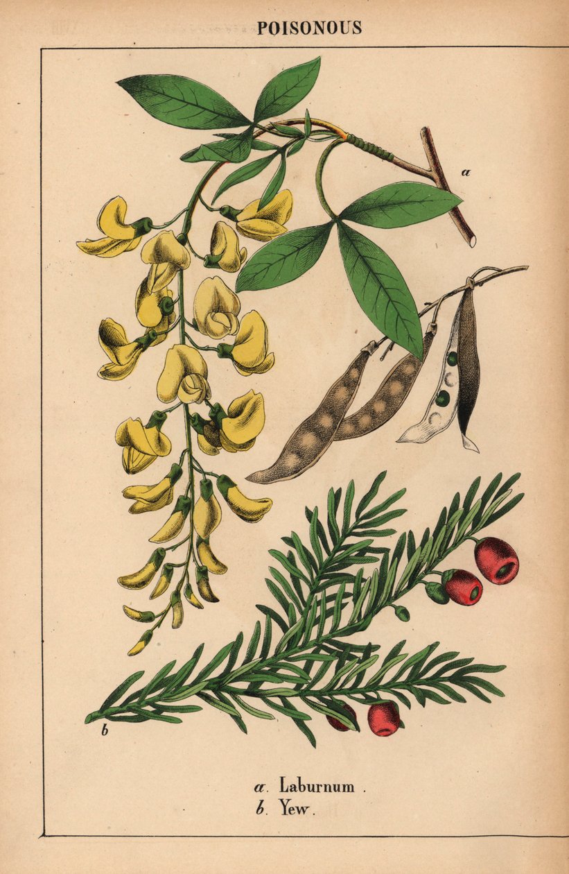 Gult laburnum-tre og barlind med røde bær.   , fra "The Instructive Picturebook, or Lessons from the Vegetable World," [Charlotte Mary Yonge], Edinburgh av English School